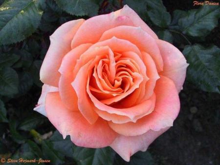 rose pèche